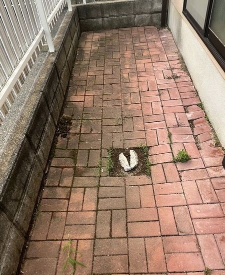 洗濯物はこちらです。