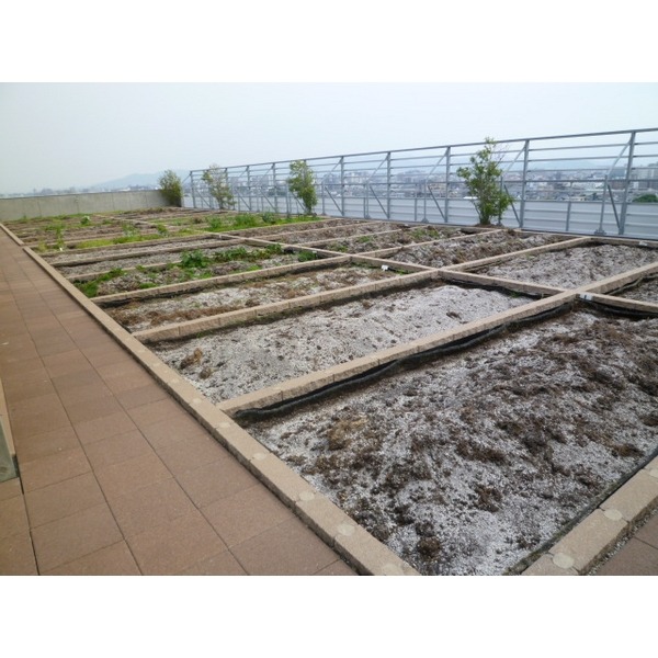 屋上では家庭菜園も楽しめます