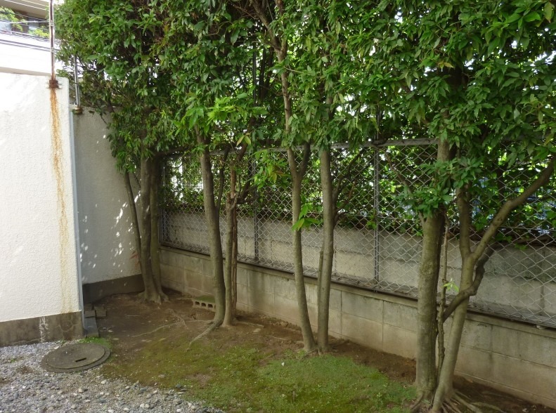 お洗濯物はテラスでどうぞ